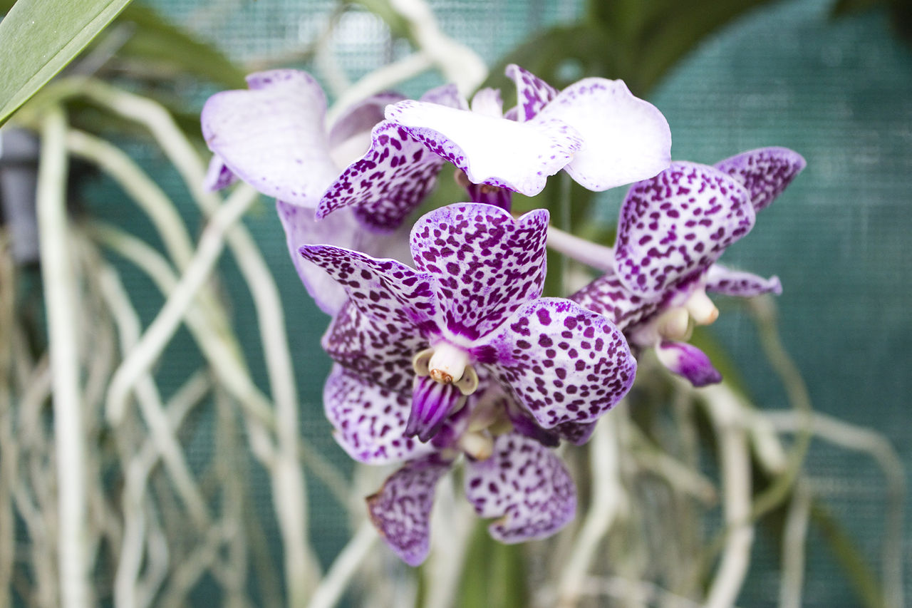 orchidej 6