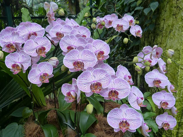 orchidej 7