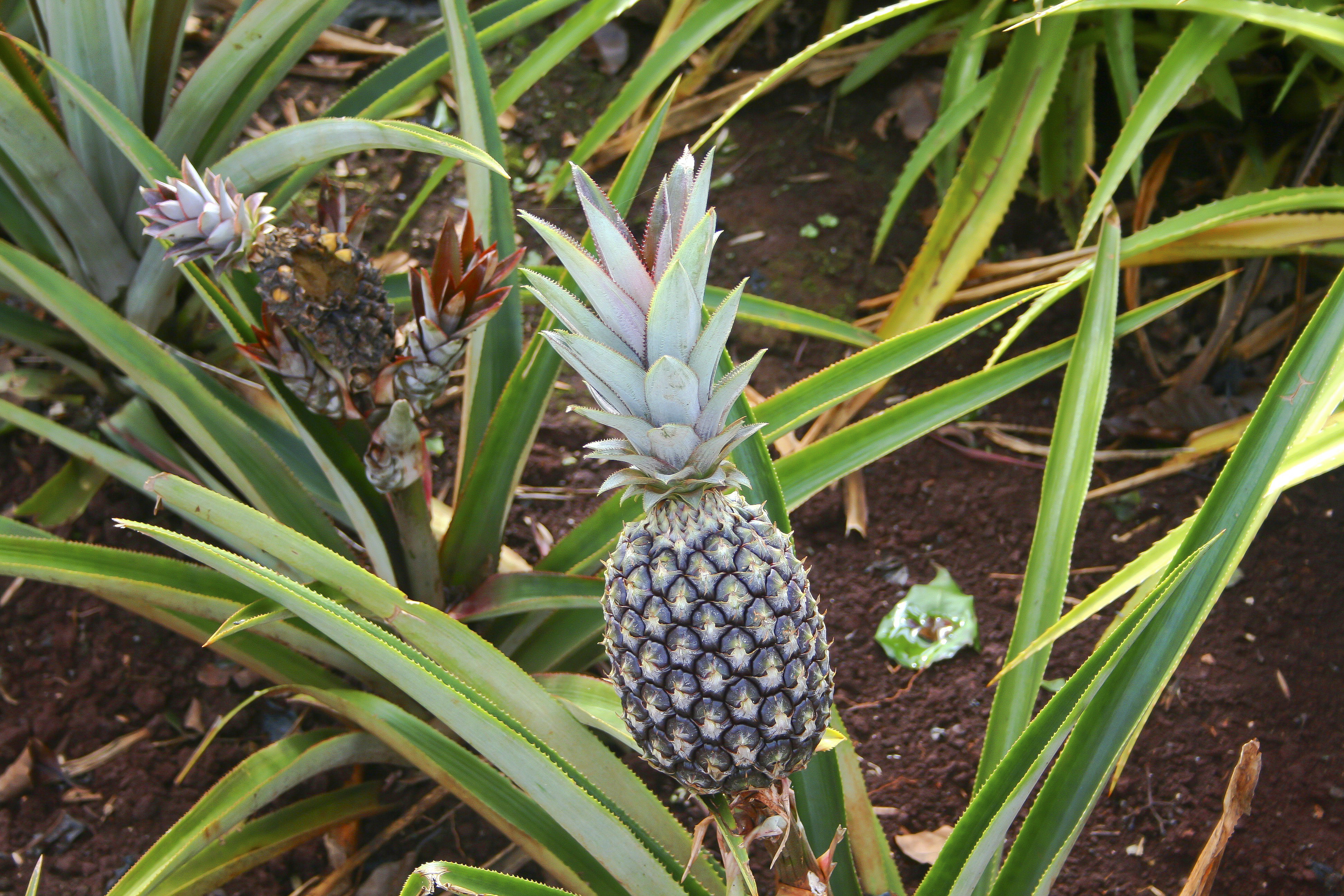 ananas2