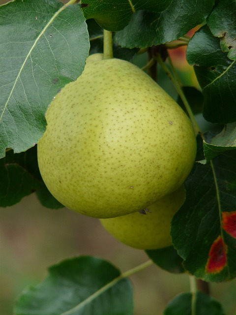 hrušen5