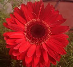 gerbera2