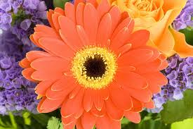 gerbera4