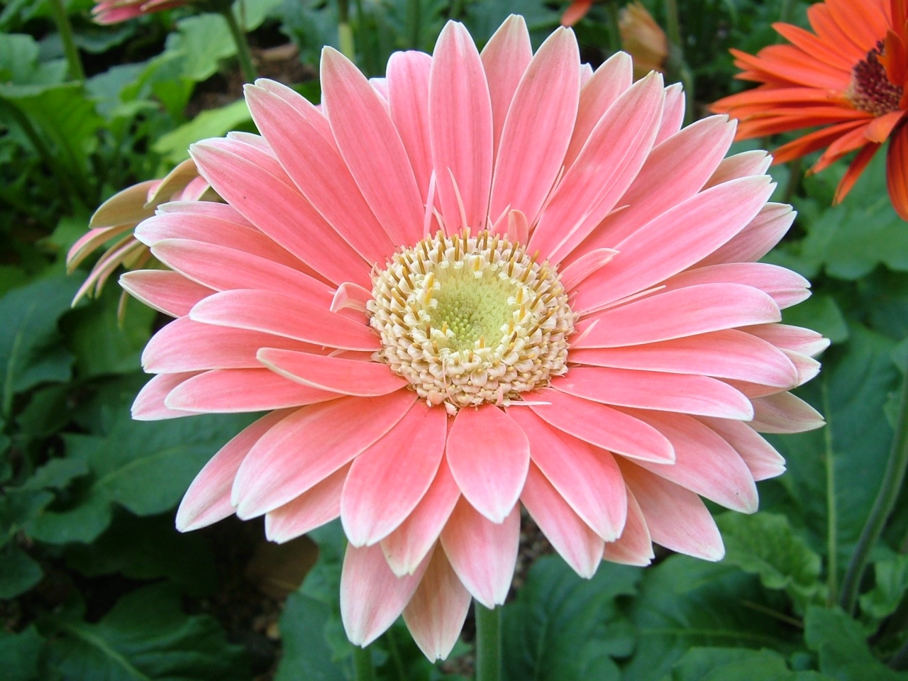 gerbera6