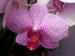 orchidej 3