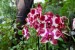 orchidej 4