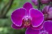 orchide 1